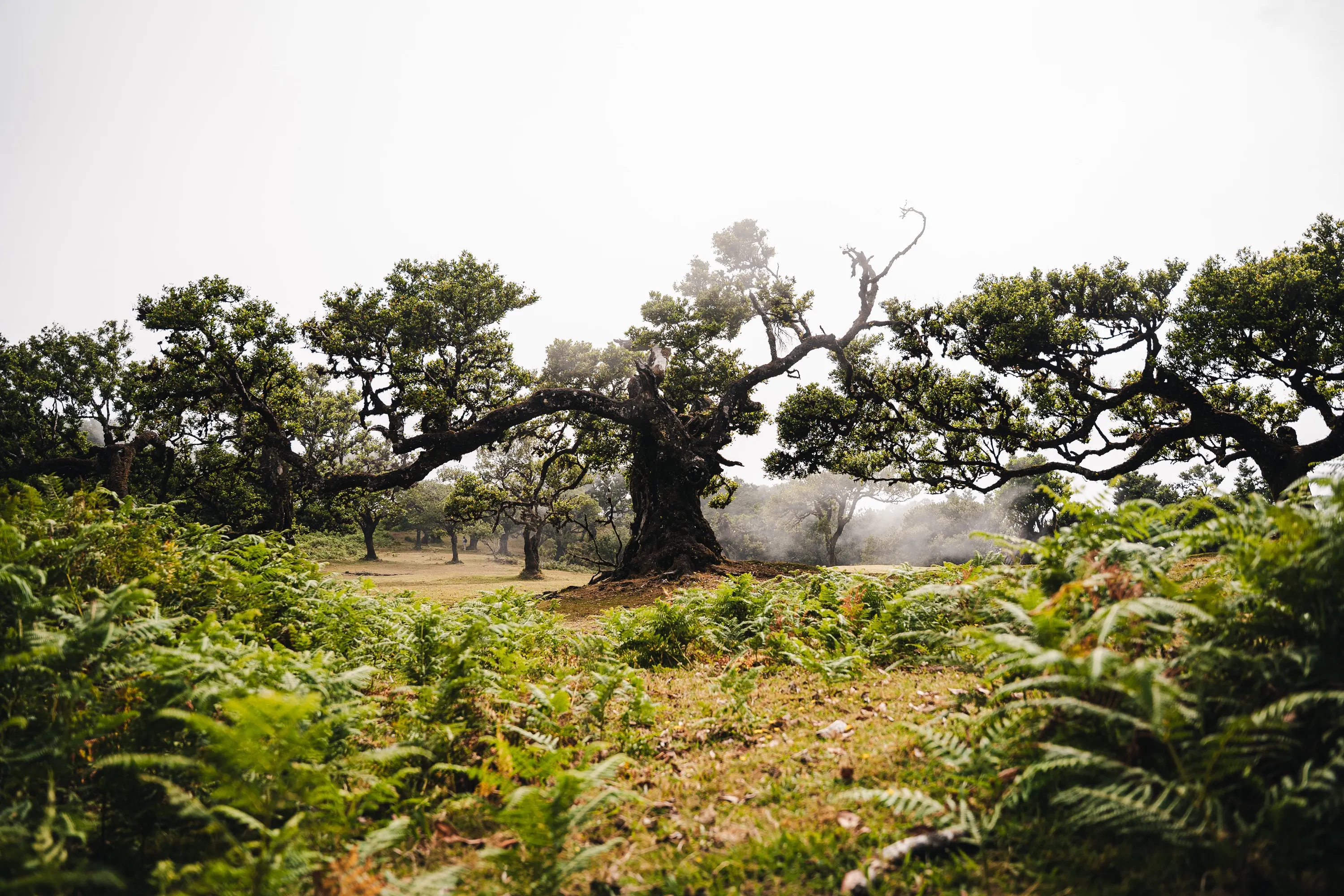 Shades of Madeira — photography by Martin Kozojed