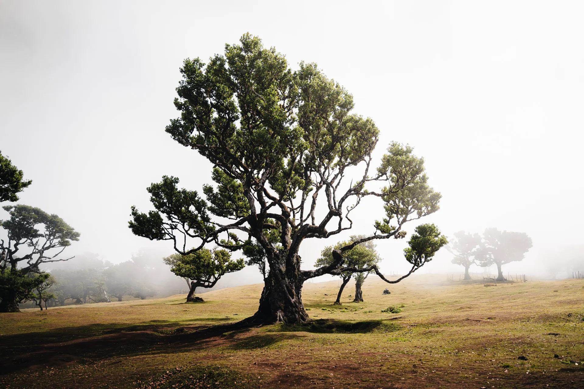 Shades of Madeira — photography by Martin Kozojed